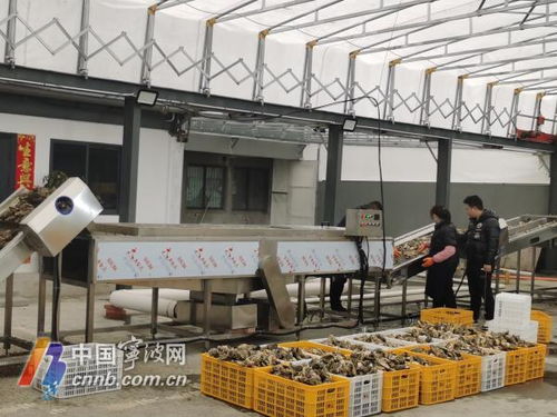 寧波人迎來(lái)專屬專業(yè)生蠔清洗加工廠，服務(wù)更貼心